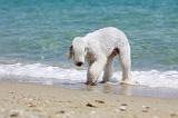 BEDLINGTON TERRIER 038